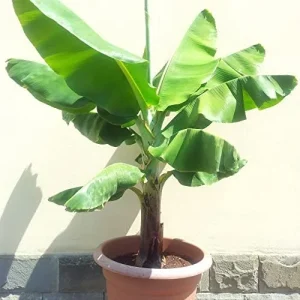 Dwarf Cavendish Banana Seeds Tropical Musa Acuminata Fast Growing Container Indoor Outdoor Fruit Tree Seeds 10Pcs Yellow - Image 4