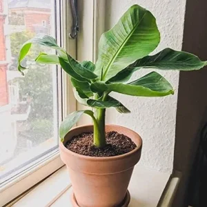 Dwarf Cavendish Banana Seeds Tropical Musa Acuminata Fast Growing Container Indoor Outdoor Fruit Tree Seeds 10Pcs Yellow - Image 5