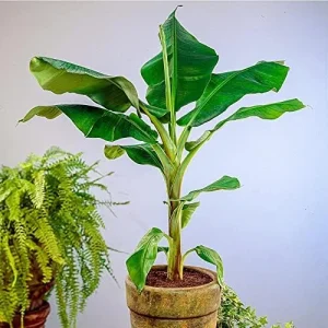 Dwarf Cavendish Banana Seeds Tropical Musa Acuminata Fast Growing Container Indoor Outdoor Fruit Tree Seeds 10Pcs Yellow - Image 6
