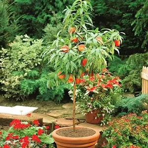 Alternative view of Dwarf Peach Tree Seeds, GMO Free Fruit Seeds for Small Gardens & Indoor Cultivation, 10 Pcs