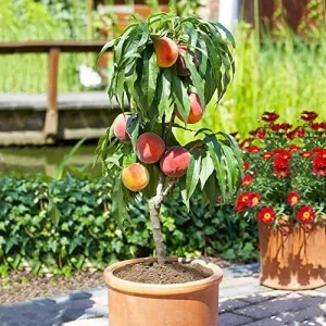 Dwarf Peach Tree Seeds, GMO Free Fruit Seeds for Small Gardens & Indoor Cultivation, 10 Pcs - Image 4