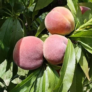 Dwarf Peach Tree Seeds, GMO Free Fruit Seeds for Small Gardens & Indoor Cultivation, 10 Pcs - Image 5