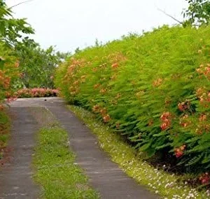 Dwarf Poinciana Seeds Pride of Barbados Flowering Tree 30 Seeds Red Orange