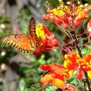 Alternative view of Dwarf Poinciana Seeds Pride of Barbados Flowering Tree 30 Seeds Red Orange