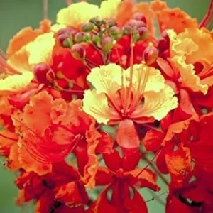 Dwarf Poinciana Seeds Pride of Barbados Flowering Tree 30 Seeds Red Orange - Image 3
