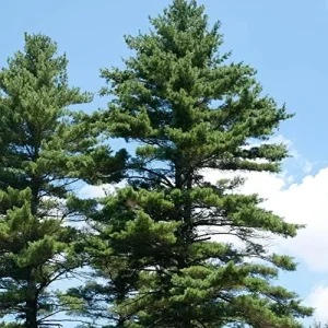 Eastern White Pine Seeds Pinus Strobus Fast Growing Evergreen Tree Seeds Outdoor 20 Pcs
