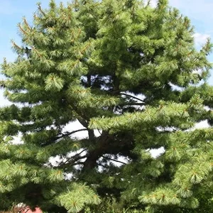 Alternative view of Eastern White Pine Seeds Pinus Strobus Fast Growing Evergreen Tree Seeds Outdoor 20 Pcs