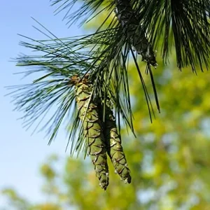 Eastern White Pine Seeds Pinus Strobus Fast Growing Evergreen Tree Seeds Outdoor 20 Pcs - Image 3