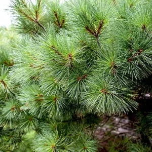 Eastern White Pine Seeds Pinus Strobus Fast Growing Evergreen Tree Seeds Outdoor 20 Pcs - Image 4