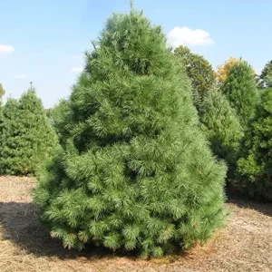 Eastern White Pine Seeds Pinus Strobus Fast Growing Evergreen Tree Seeds Outdoor 20 Pcs - Image 5
