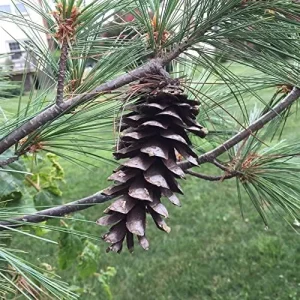 Eastern White Pine Seeds Pinus Strobus Fast Growing Evergreen Tree Seeds Outdoor 20 Pcs - Image 6