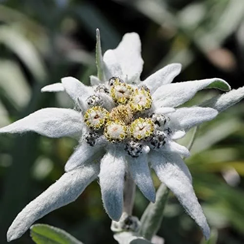 Edelweiss Seeds Flower 300 Pcs White Natural Perennial for Dried Arrangements, Cut Flowers, Edging, Patio & Containers