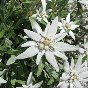 Alternative view of Edelweiss Seeds Flower 300 Pcs White Natural Perennial for Dried Arrangements, Cut Flowers, Edging, Patio & Containers
