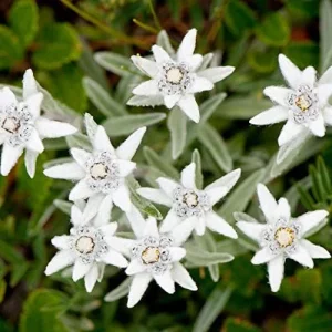 Edelweiss Seeds Flower 300 Pcs White Natural Perennial for Dried Arrangements, Cut Flowers, Edging, Patio & Containers - Image 3