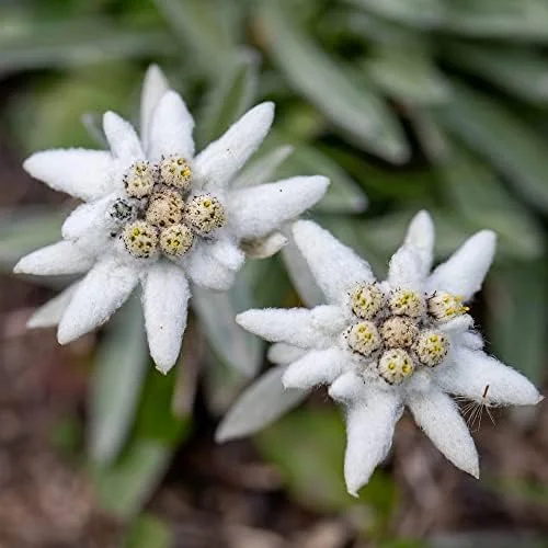 Edelweiss Seeds Flower 300 Pcs White Natural Perennial for Dried Arrangements, Cut Flowers, Edging, Patio & Containers - Image 4