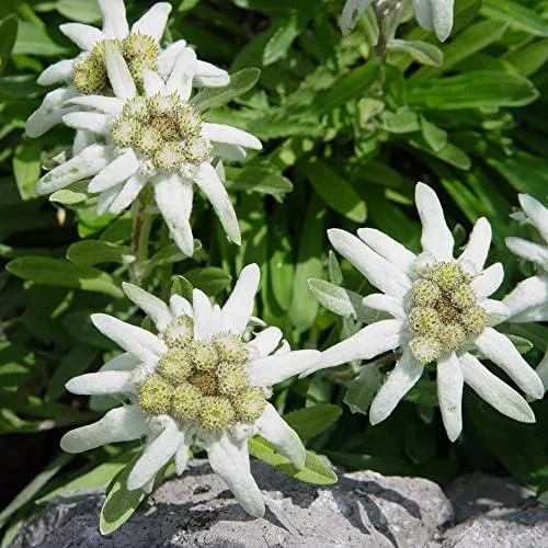 Edelweiss Seeds Flower 300 Pcs White Natural Perennial for Dried Arrangements, Cut Flowers, Edging, Patio & Containers - Image 5