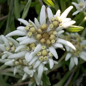 Edelweiss Seeds Flower 300 Pcs White Natural Perennial for Dried Arrangements, Cut Flowers, Edging, Patio & Containers - Image 6