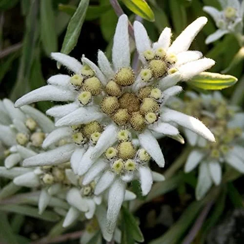 Edelweiss Seeds Flower 300 Pcs White Natural Perennial for Dried Arrangements, Cut Flowers, Edging, Patio & Containers - Image 6