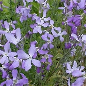 Alternative view of Evening Scented Stock Seeds 1000 Pack Perfume Plant Cold Hardy Matthiola longipetala Pink Purple