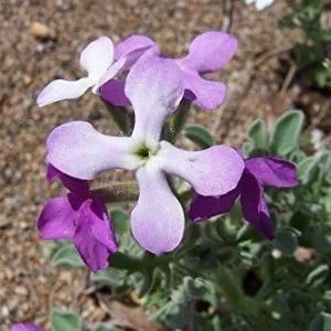 Evening Scented Stock Seeds 1000 Pack Perfume Plant Cold Hardy Matthiola longipetala Pink Purple - Image 3