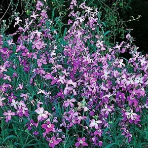 Evening Scented Stock Seeds 1000 Pack Perfume Plant Cold Hardy Matthiola longipetala Pink Purple - Image 4