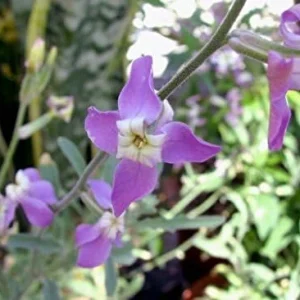 Evening Scented Stock Seeds 1000 Pack Perfume Plant Cold Hardy Matthiola longipetala Pink Purple - Image 5