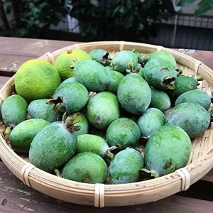 Alternative view of Feijoa Seeds Sweet Tangy Fruit Fragrant Flowers Hardy Ornamental Plant Drought Tolerant Garden Outdoor 40Pcs Fruit Seeds White