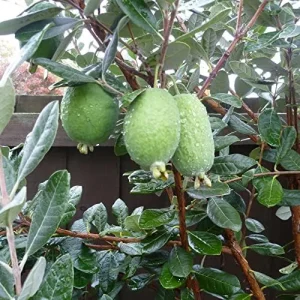 Feijoa Seeds Sweet Tangy Fruit Fragrant Flowers Hardy Ornamental Plant Drought Tolerant Garden Outdoor 40Pcs Fruit Seeds White - Image 4