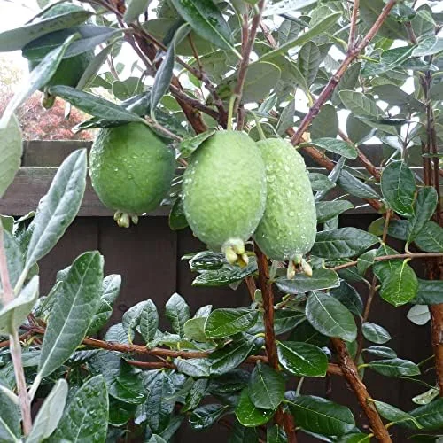 Feijoa Seeds Sweet Tangy Fruit Fragrant Flowers Hardy Ornamental Plant Drought Tolerant Garden Outdoor 40Pcs Fruit Seeds White - Image 4