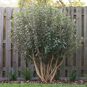 Feijoa Seeds Sweet Tangy Fruit Fragrant Flowers Hardy Ornamental Plant Drought Tolerant Garden Outdoor 40Pcs Fruit Seeds White - Image 5