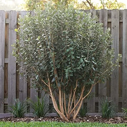 Feijoa Seeds Sweet Tangy Fruit Fragrant Flowers Hardy Ornamental Plant Drought Tolerant Garden Outdoor 40Pcs Fruit Seeds White - Image 5