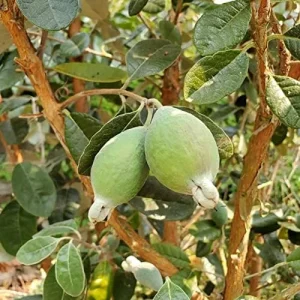 Feijoa Seeds Sweet Tangy Fruit Fragrant Flowers Hardy Ornamental Plant Drought Tolerant Garden Outdoor 40Pcs Fruit Seeds White - Image 6