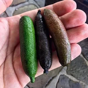 Finger Lime Seeds 20Pcs Non-GMO Evergreen Perennial Fruit Plant Green Red Pink - Image 4