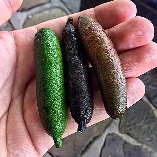 Finger Lime Seeds 20Pcs Non-GMO Evergreen Perennial Fruit Plant Green Red Pink - Image 4