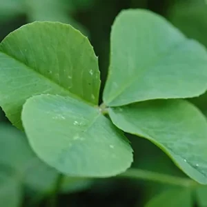 Alternative view of Four Leaf Clover Seeds - 25 Pcs Ornamental Ground Cover Grass Seeds Green