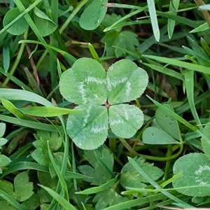 Four Leaf Clover Seeds - 25 Pcs Ornamental Ground Cover Grass Seeds Green - Image 3