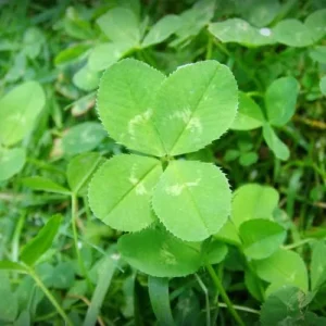 Four Leaf Clover Seeds - 25 Pcs Ornamental Ground Cover Grass Seeds Green - Image 4