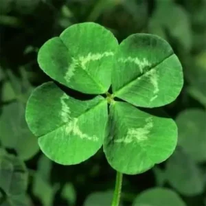 Four Leaf Clover Seeds - 25 Pcs Ornamental Ground Cover Grass Seeds Green - Image 5
