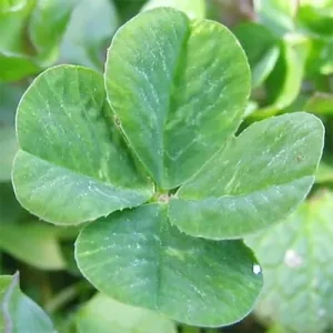 Four Leaf Clover Seeds - 25 Pcs Ornamental Ground Cover Grass Seeds Green - Image 6