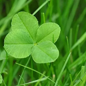Four Leaf Clover Seeds - Perennial GMO Free Ornamental Ground Cover - 30 Count