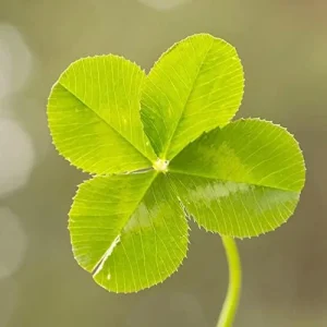 Alternative view of Four Leaf Clover Seeds - Perennial GMO Free Ornamental Ground Cover - 30 Count