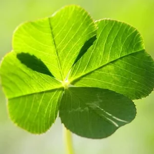 Four Leaf Clover Seeds - Perennial GMO Free Ornamental Ground Cover - 30 Count - Image 3