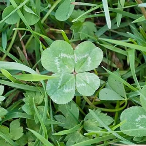 Four Leaf Clover Seeds - Perennial GMO Free Ornamental Ground Cover - 30 Count - Image 4