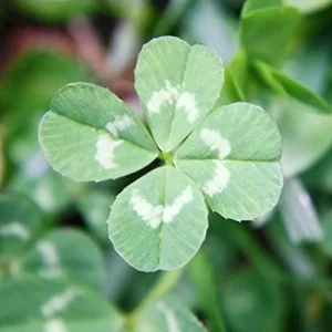 Four Leaf Clover Seeds - Perennial GMO Free Ornamental Ground Cover - 30 Count - Image 5