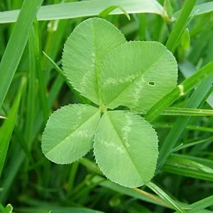 Four Leaf Clover Seeds - Perennial GMO Free Ornamental Ground Cover - 30 Count - Image 6