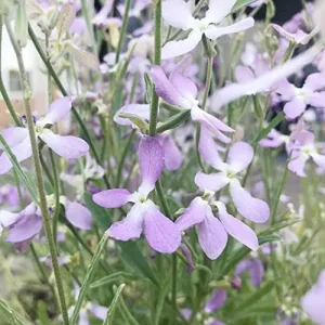 Alternative view of Fragrant Night Flowering Stock Seeds - Annual, Pale Lilac to White, 9000 Pcs Flower Seeds
