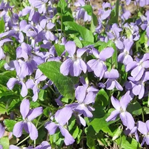 Fragrant Night Flowering Stock Seeds - Annual, Pale Lilac to White, 9000 Pcs Flower Seeds - Image 3