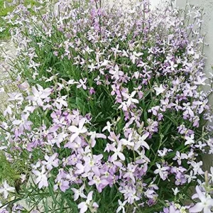 Fragrant Night Flowering Stock Seeds - Annual, Pale Lilac to White, 9000 Pcs Flower Seeds - Image 4