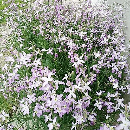 Fragrant Night Flowering Stock Seeds - Annual, Pale Lilac to White, 9000 Pcs Flower Seeds - Image 4