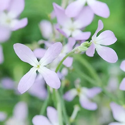 Fragrant Night Flowering Stock Seeds - Annual, Pale Lilac to White, 9000 Pcs Flower Seeds - Image 5